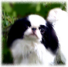 �n�b�s�[�R�X���X�@����
