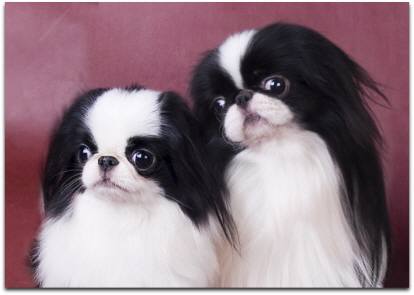 japanese chin